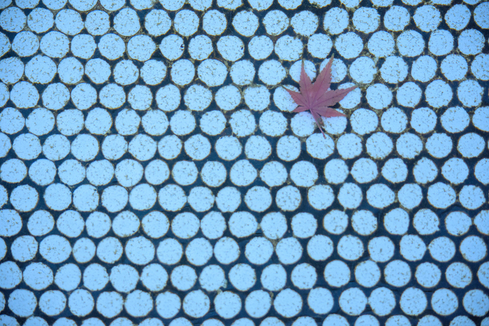 Autumn leaves on tiles