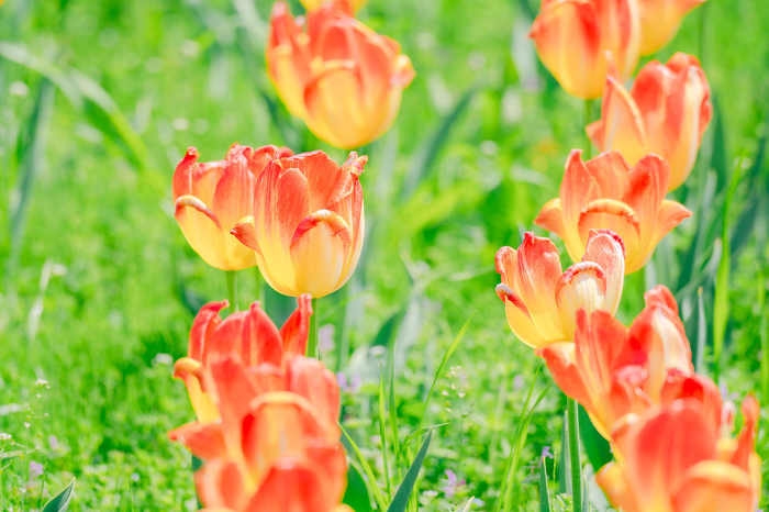 Beautiful tulips blooming in the agricultural park in spring