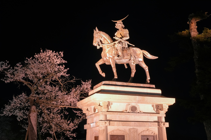 Statue of Date Masamune and nighttime cherry blossoms at the ruins of Sendai Castle, Sendai City, Miyagi Prefecture