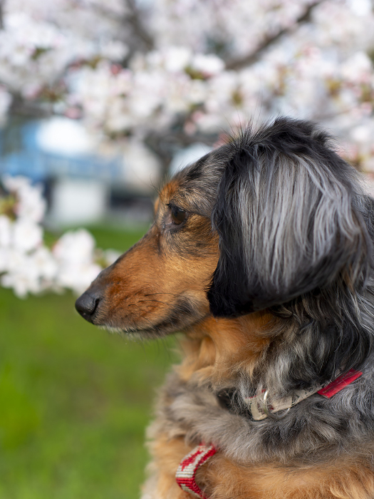 Dachshunds and cherry blossoms