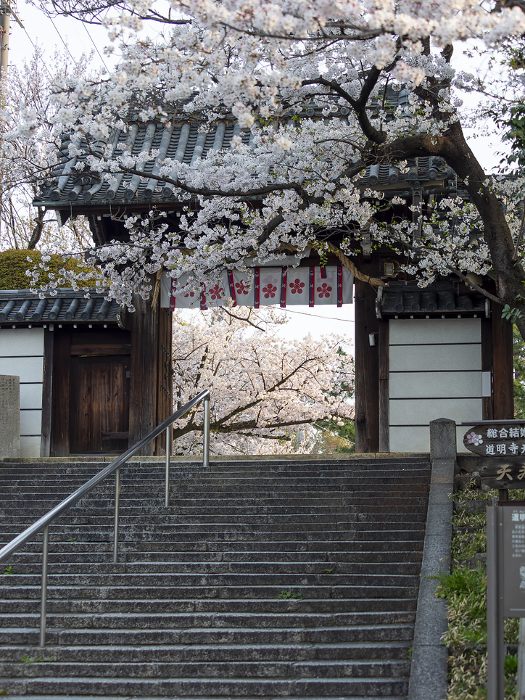 The gate of Domyoji Tenmangu Shrine in bloom with cherry blossoms
