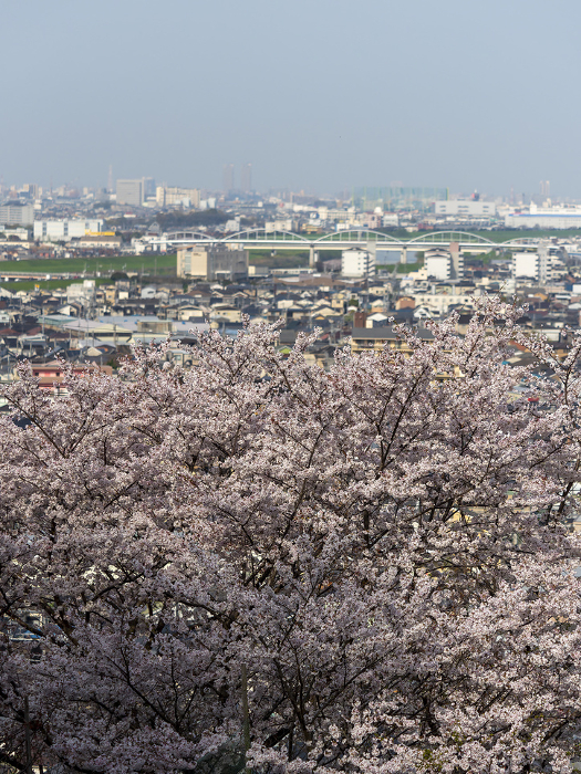 Cherry blossoms in the mountains and a view of the city