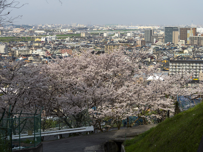Cherry blossoms in the mountains and a view of the city