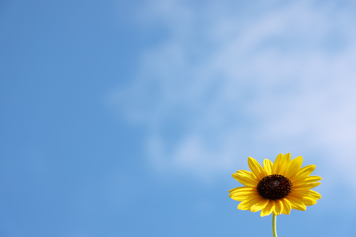 Summer Background_Sunflowers