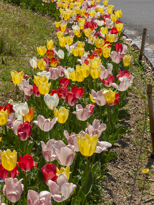 Tulips blooming in the park's flower beds