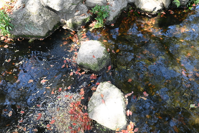 leaves rustling in the creek