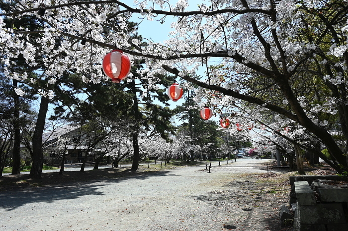 Row of cherry trees and lanterns