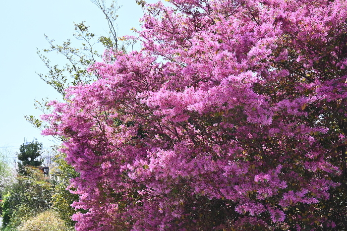 Azalea in full bloom