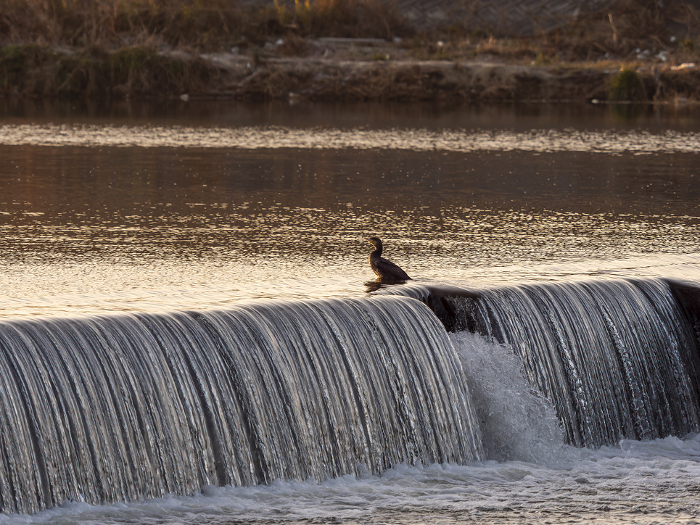 River cormorant at the Kashiwabara weir of the Yamato River