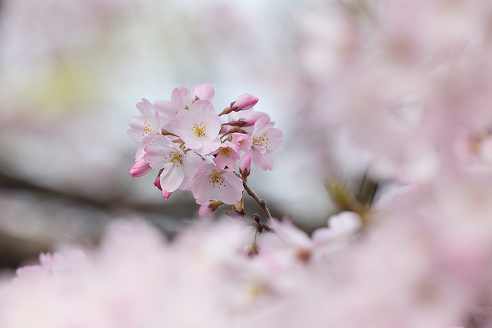 Cherry Blossom  Akebono Jindai  The pinkish Akebono cherry tree in the garden of the Tokyo National Theatre. Photo by Shogo Asao