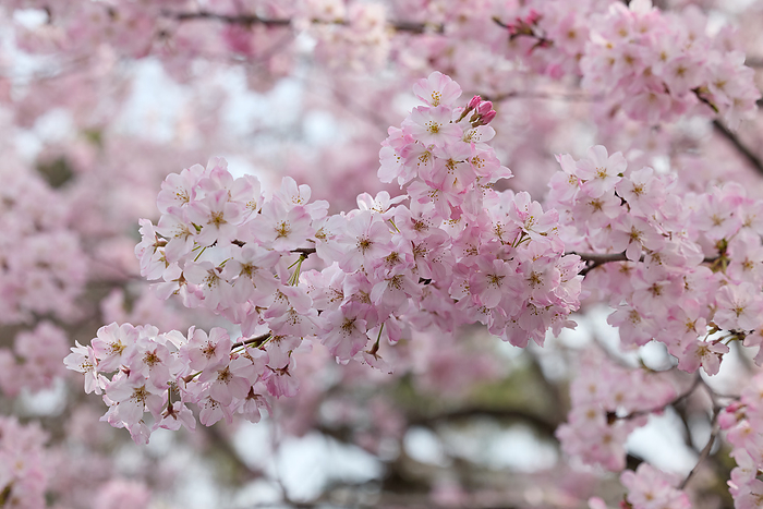 Cherry Blossom  Akebono Jindai  The pinkish Akebono cherry tree in the garden of the Tokyo National Theatre. Photo by Shogo Asao