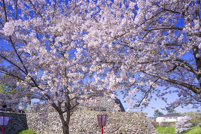Koriyama Castle Ruins Yamato Koriyama City, Nara Pref. 100 Famous Castles of Japan No.165 One of the 100 best cherry blossom viewing spots in Japan Stonewalls of the castle tower and castle keep seen from the ruins of Tokiwa Curve through the inner moat 