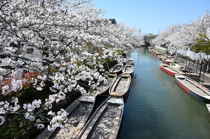 Scenery of cherry blossoms and river boat