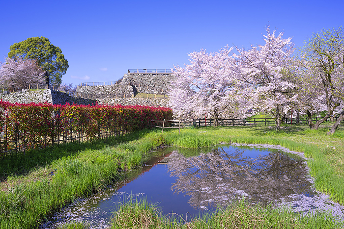 Koriyama Castle Ruins Yamato Koriyama City, Nara Pref. 100 Famous Castles of Japan No.165 One of the 100 best cherry blossom viewing spots in Japan Stonewalls of the castle tower and castle keep seen from the ruins of Tokiwa Curve through the inner moat 