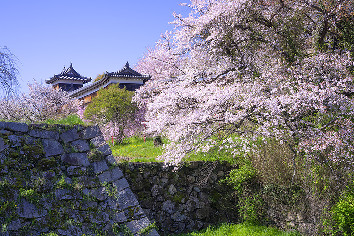 Koriyama Castle Ruins Yamato Koriyama City, Nara Pref. 100 Famous Castles of Japan No.165 100 famous cherry blossom viewing spots in Japan 