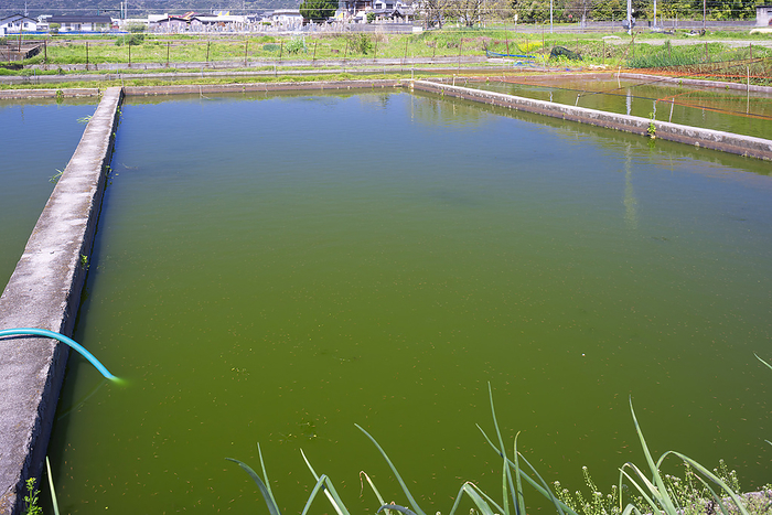 Goldfish fish pond, Yamato Koriyama City, Nara Pref. Medaka Cultivation  