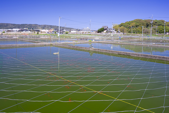 Goldfish fish pond, Yamato Koriyama City, Nara Pref. Goldfish Farming 