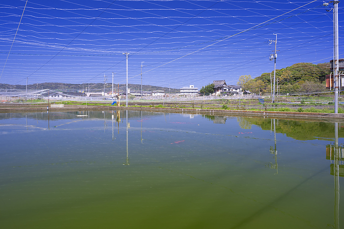 Goldfish fish pond, Yamato Koriyama City, Nara Pref. Goldfish Farming 
