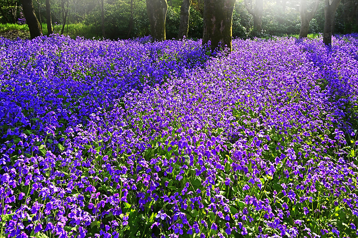 Murasaki Hanana field Kyoto Botanical Garden Kyoto City, Kyoto Prefecture Beautifully lit Murasaki Hanana field Kyoto Botanical Garden
