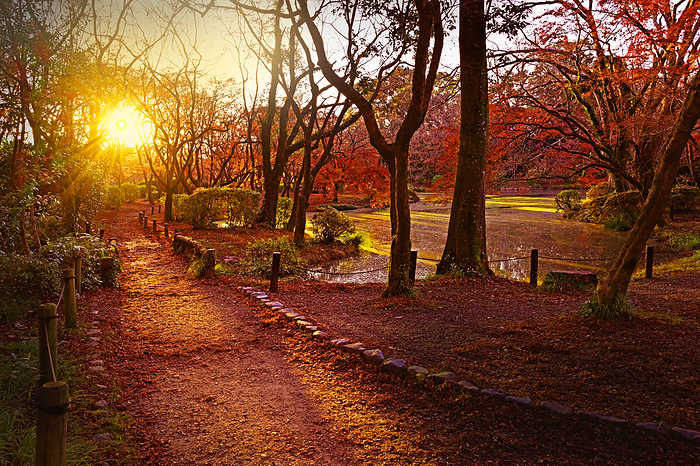 Autumn Dusk Path Kyoto Botanical Garden Kyoto City, Kyoto Prefecture Autumn Walking Path with Fantastic Sunset at Kyoto Botanical Garden