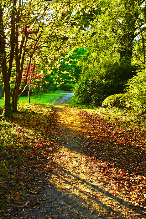 Autumn Walking Path Kyoto Botanical Garden Kyoto City, Kyoto Prefecture Beautifully lit autumn walking path at Kyoto Botanical Garden
