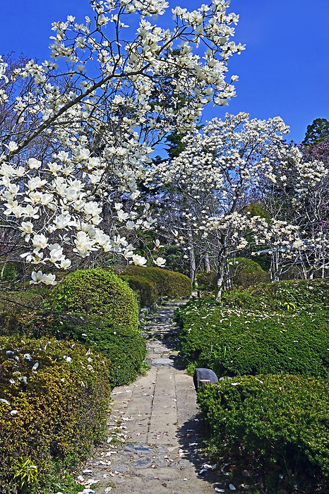 Magnolia Blooming Road Kyoto Botanical Garden Magnolia Blossom Path in Kyoto Botanical Garden in Spring