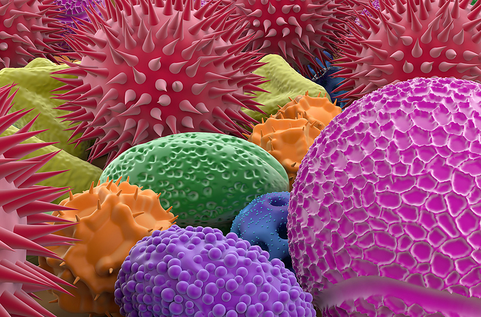 Assorted pollen grains, illustration Assorted pollen grains, illustration. Pollen grains are reproductive structures produced by the male parts of flowering plants., by NEMES LASZLO SCIENCE PHOTO LIBRARY