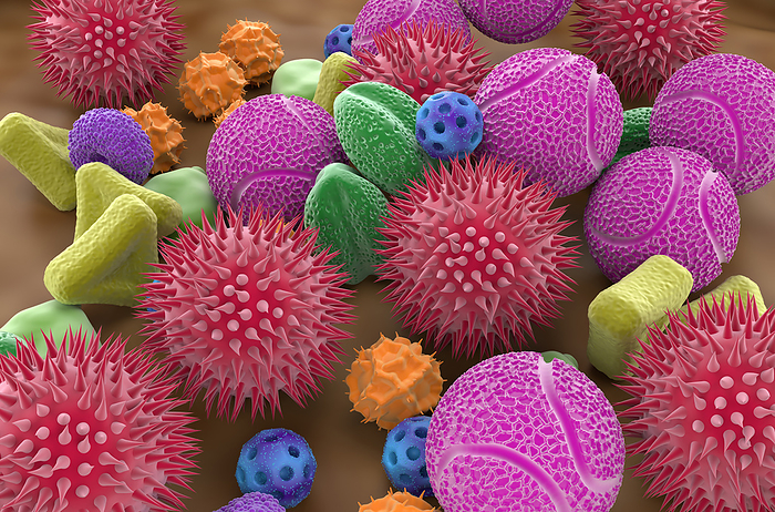 Assorted pollen grains, illustration Assorted pollen grains, illustration. Pollen grains are reproductive structures produced by the male parts of flowering plants., by NEMES LASZLO SCIENCE PHOTO LIBRARY