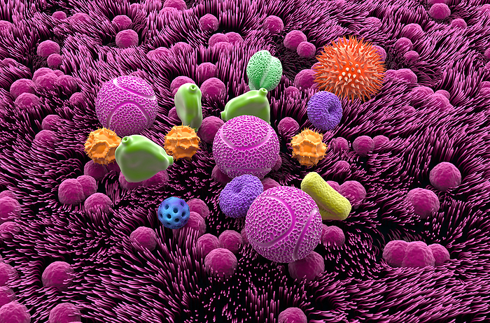 Inhaled pollen grains, illustration Illustration of inhaled pollen grains in the windpipe  trachea . Pollen grains are allergens and can cause hay fever  allergic rhinitis  when inhaled., by NEMES LASZLO SCIENCE PHOTO LIBRARY