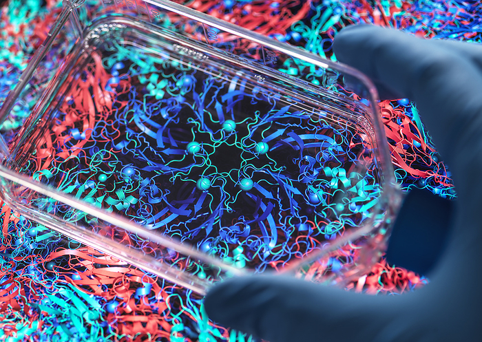 Infectious disease research, conceptual image Infectious disease research, conceptual image. Scientist holding a culture jar containing virus particles with a molecular model of a virus the background., by TEK IMAGE SCIENCE PHOTO LIBRARY