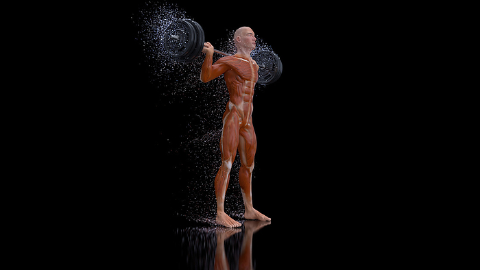 Man preparing to do a weighted squat, illustration Man preparing to do a weighted squat, illustration., by JULIEN TROMEUR SCIENCE PHOTO LIBRARY