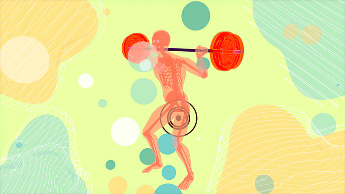 Man doing a weighted squat, illustration Man doing a weighted squat, illustration., by JULIEN TROMEUR SCIENCE PHOTO LIBRARY