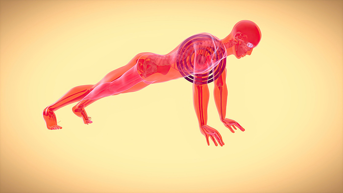Man doing a plank, illustration Man doing a plank, illustration., by JULIEN TROMEUR SCIENCE PHOTO LIBRARY