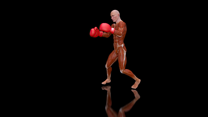 Boxer, illustration Boxer, illustration., by JULIEN TROMEUR SCIENCE PHOTO LIBRARY
