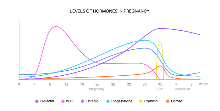 Hormones in pregnancy, illustration Levels of hormones in pregnancy, illustration. Human chorionic gonadotropin  hCG , prolactin, cortisol estradiol progesterone and oxytocin., by PIKOVIT   SCIENCE PHOTO LIBRARY