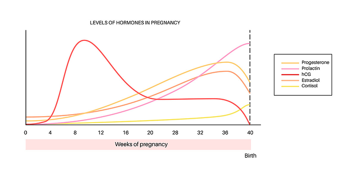 Hormones in pregnancy, illustration Levels of hormones in pregnancy, illustration. HCG, prolactin, cortisol estradiol and progesterone., by PIKOVIT   SCIENCE PHOTO LIBRARY