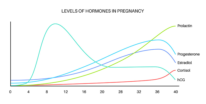 Hormones in pregnancy, illustration Levels of hormones in pregnancy, illustration. HCG, prolactin, cortisol estradiol and progesterone., by PIKOVIT   SCIENCE PHOTO LIBRARY
