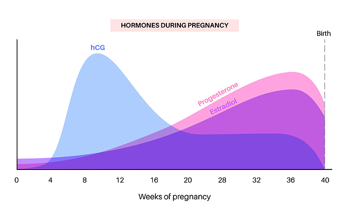 Hormones in pregnancy, illustration Levels of hormones in pregnancy, illustration. Human chorionic gonadotropin  hCG , prolactin, cortisol estradiol progesterone and oxytocin., by PIKOVIT   SCIENCE PHOTO LIBRARY