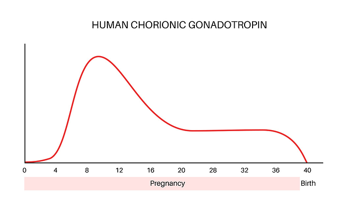 Human chorionic gonadotropin level during pregnancy, illustration Human chorionic gonadotropin  hCG  level during pregnancy, illustration., by PIKOVIT   SCIENCE PHOTO LIBRARY