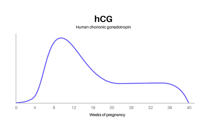 Human chorionic gonadotropin level during pregnancy, illustration Human chorionic gonadotropin  hCG  level during pregnancy, illustration., by PIKOVIT   SCIENCE PHOTO LIBRARY