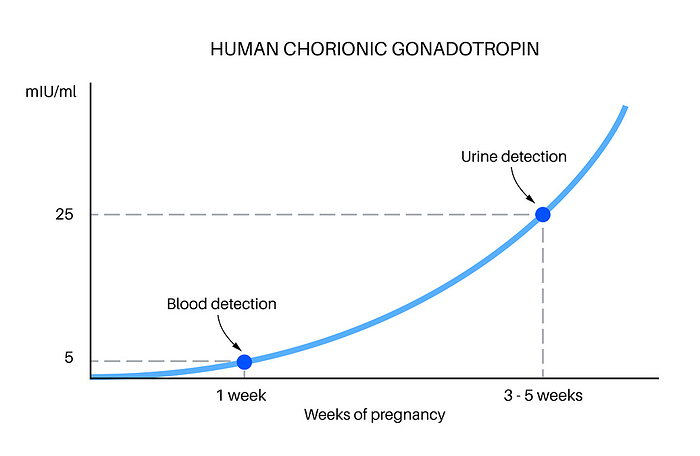 Hormones in pregnancy, illustration Human chorionic gonadotropin  hCG  level rising. Detection of HCG in blood and urine. Period of cessation of menstruation. Female hormones during the first weeks of pregnancy., by PIKOVIT   SCIENCE PHOTO LIBRARY
