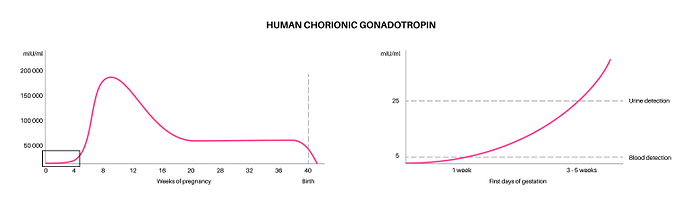 Human chorionic gonadotropin, illustration Human chorionic gonadotropin  hCG  infographic, illustration., by PIKOVIT   SCIENCE PHOTO LIBRARY