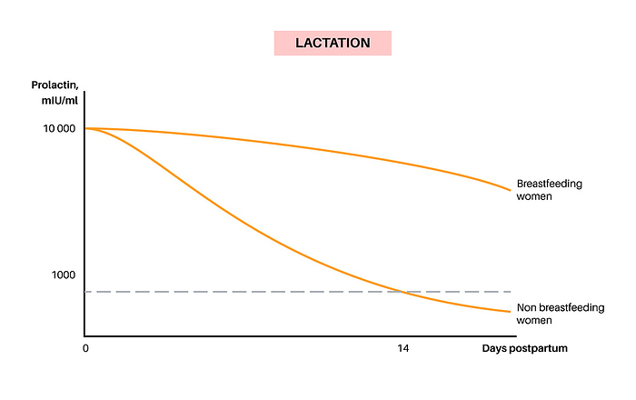 Lactation infographic, illustration Lactation infographic, illustration. Prolactin levels in the female body and hormonal changes during postpartum days., by PIKOVIT   SCIENCE PHOTO LIBRARY