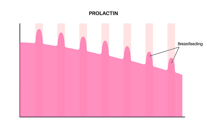 Prolactin levels postpartum, illustration Lactation infographic, illustration. Prolactin levels in the female body and hormonal changes during postpartum days., by PIKOVIT   SCIENCE PHOTO LIBRARY