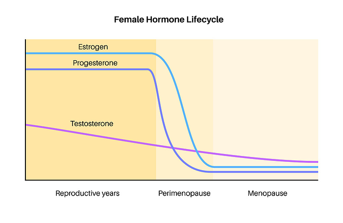 Female hormones lifecycle, illustration Female hormones lifecycle, illustration. Oestrogen, testosterone and progesterone diagram levels in reproductive years, perimenopause and menopause., by PIKOVIT   SCIENCE PHOTO LIBRARY