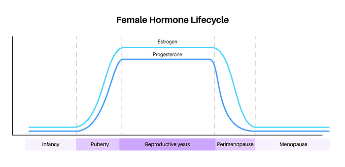 Female hormones lifecycle, illustration Female hormones lifecycle, illustration. Oestrogen end progesterone levels in infancy, puberty, reproductive years, perimenopause and menopause., by PIKOVIT   SCIENCE PHOTO LIBRARY
