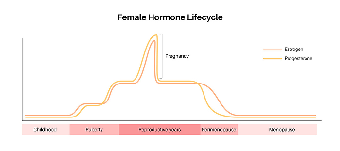 Female hormones lifecycle, illustration Female hormones lifecycle, illustration. Oestrogen end progesterone diagram in the woman body in infancy, puberty, reproductive years, perimenopause, menopause and during pregnancy., by PIKOVIT   SCIENCE PHOTO LIBRARY