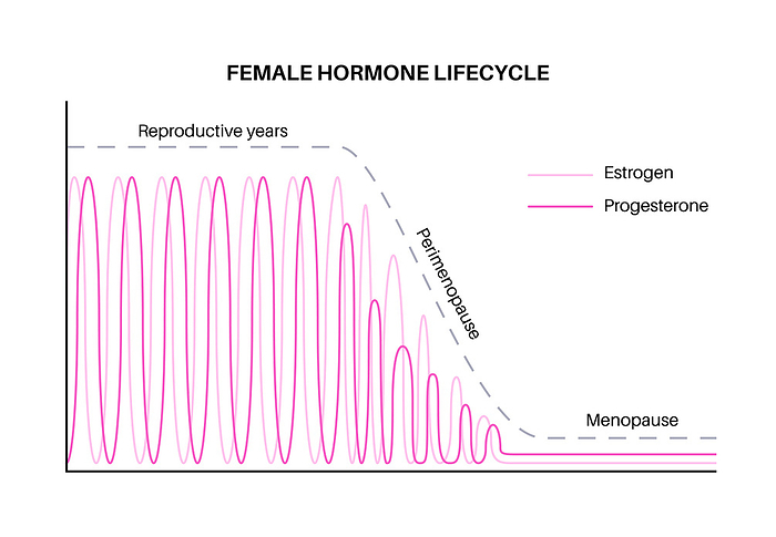 Female hormones lifecycle, illustration Female hormones lifecycle, illustration. Oestrogen and progesterone levels in infancy, reproductive years, perimenopause and menopause., by PIKOVIT   SCIENCE PHOTO LIBRARY