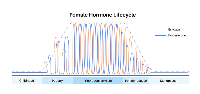 Female hormones lifecycle, illustration Female hormones lifecycle, illustration. Oestrogen and progesterone levels in childhood, puberty, reproductive years, perimenopause and menopause., by PIKOVIT   SCIENCE PHOTO LIBRARY