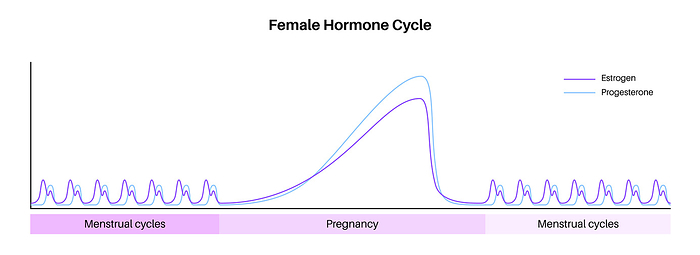 Female hormones lifecycle, illustration Female hormones lifecycle, illustration. Oestrogen and progesterone levels in menstrual cycle period and pregnancy., by PIKOVIT   SCIENCE PHOTO LIBRARY